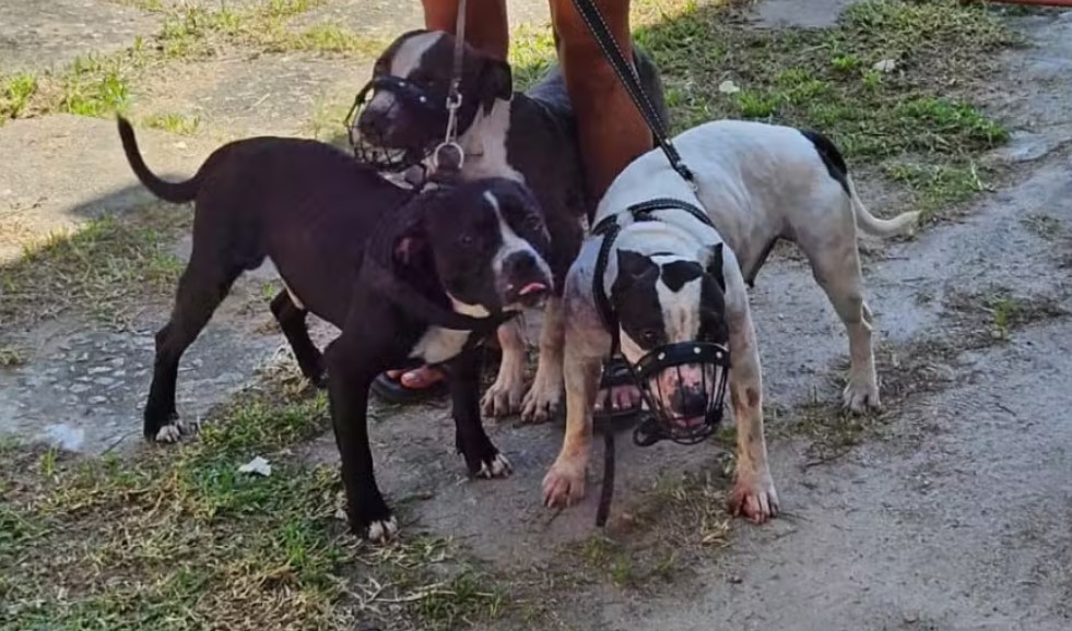 Pitbulls que atacaram ecritora em Saquarema
