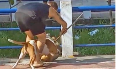 Pitbull ataca outro cão de menor porte