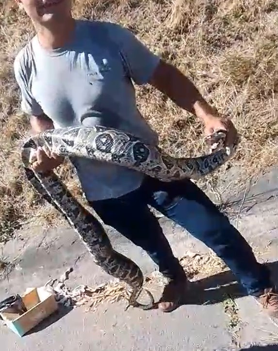Cobra é apreendida na Linha Amarela