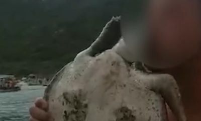 Tartaruga é torturada em Arraial do Cabo