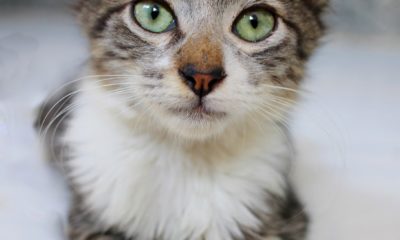 Gato e cachorros para adoção