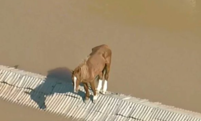 Cavalo tentando se equilibrar em cima dos telhados.