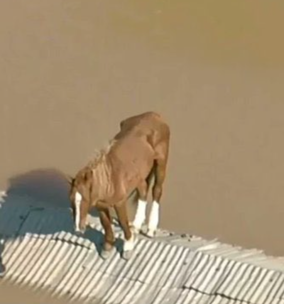 Cavalo tentando se equilibrar em cima dos telhados.
