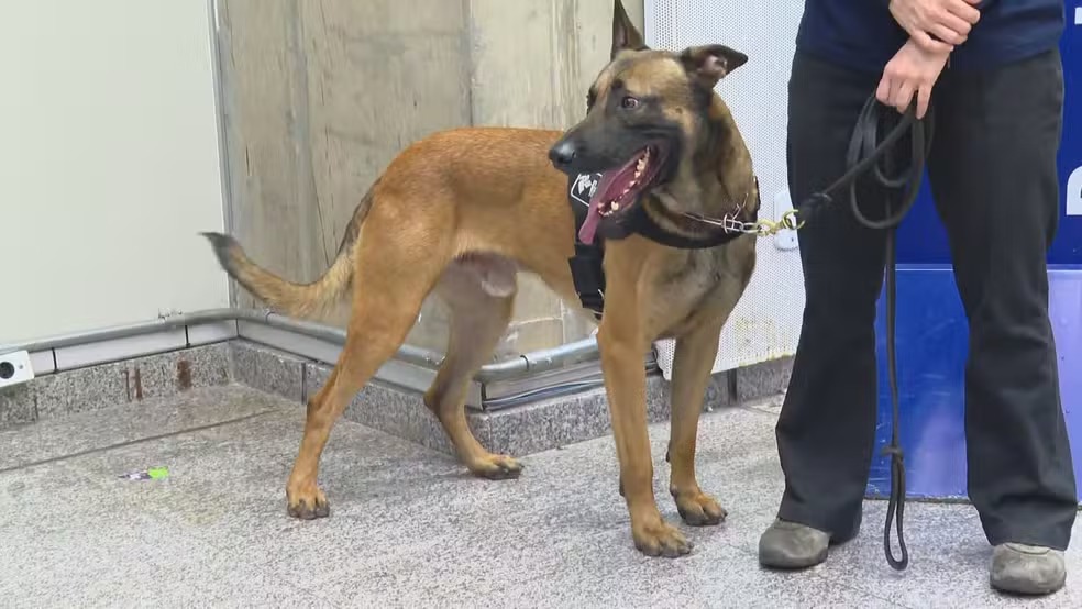 Cão treinado pela Receita Federal flagra dinheiro ilegal no Galeão