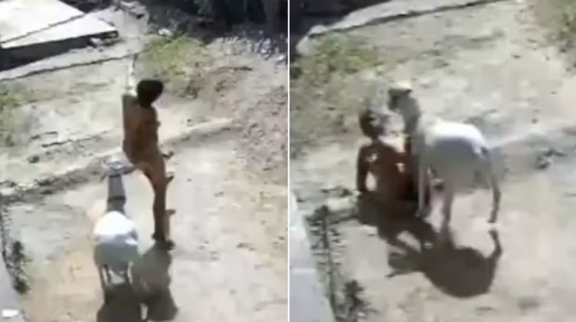 Cabra invade terreno e ataca mulher