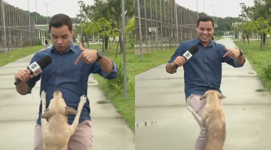 Cachorro invade reportagem ao vivo da TV Globo