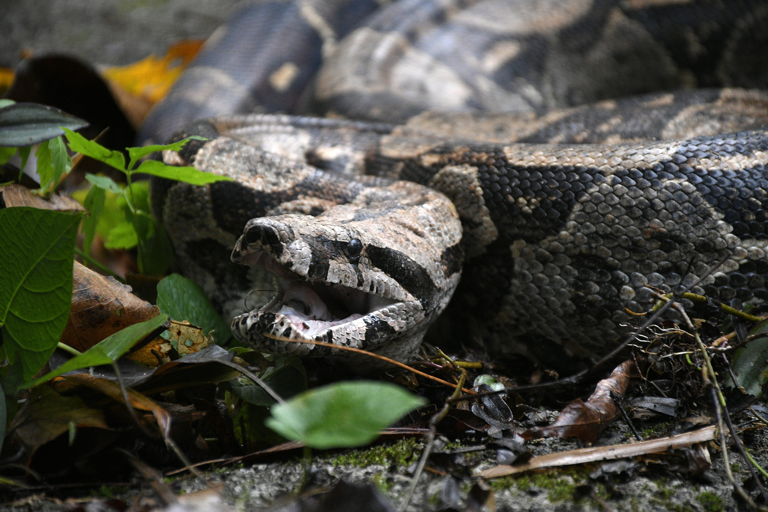 (Foto: Alziro Xavier/PMNI)