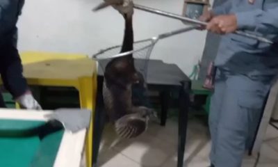 Lontra é encontrada dentro de bar