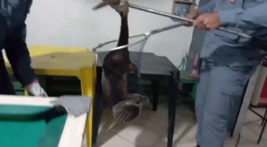 Lontra é encontrada dentro de bar
