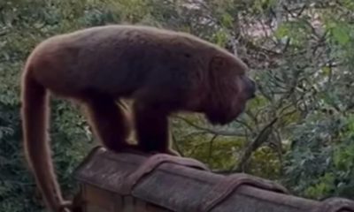 Macaco em extinção morde morador de condomínio em Minas Gerais