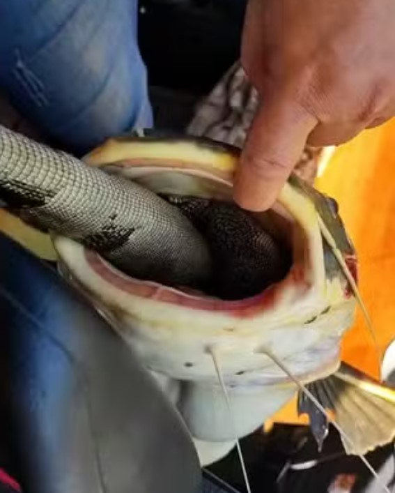 Peixe fica entalado com cobra em Rio no Pará.
