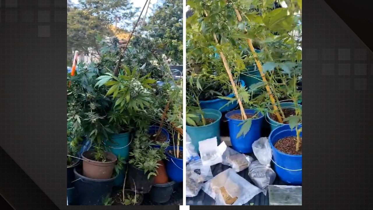 Polícia Civil apreende mais de 400 pés de maconha na Região Serrana do Rio