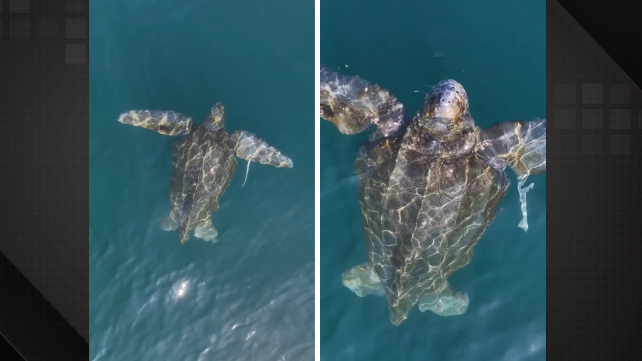 Maior tartaruga do mundo em Ilhabela, litoral de São Paulo.