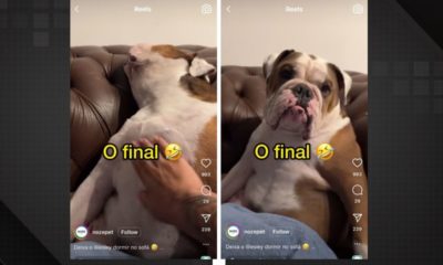 Pet finge estar dormindo e reação ao acordar viraliza