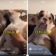 Pet finge estar dormindo e reação ao acordar viraliza