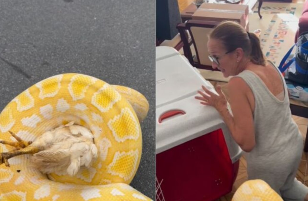 Biólogo leva cobra de 3 metros para casa e assusta mãe