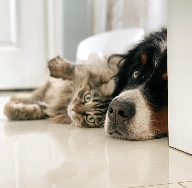 Cão e gato
