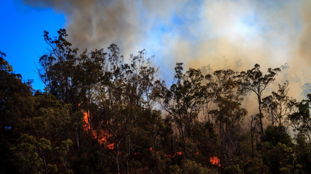 Desastre Ambiental: Amaz&ocirc;nia Sofre com Grande Onda de Queimadas