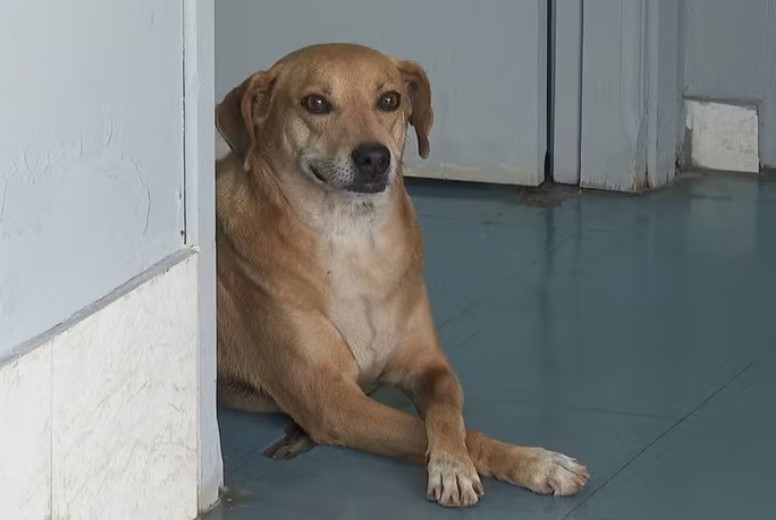 Cachorro leal espera há oito anos em frente a hospital pela tutora morta há oito anos