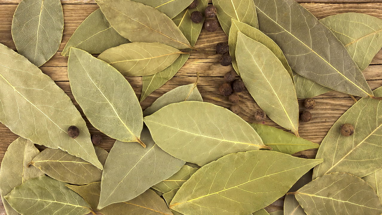 Louro: muito além do tempero – Descubra como ele pode transformar seu bem-estar