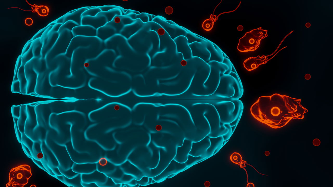 Naegleria fowleri, a ameba comedora de cérebro, e uma história de sobrevivência