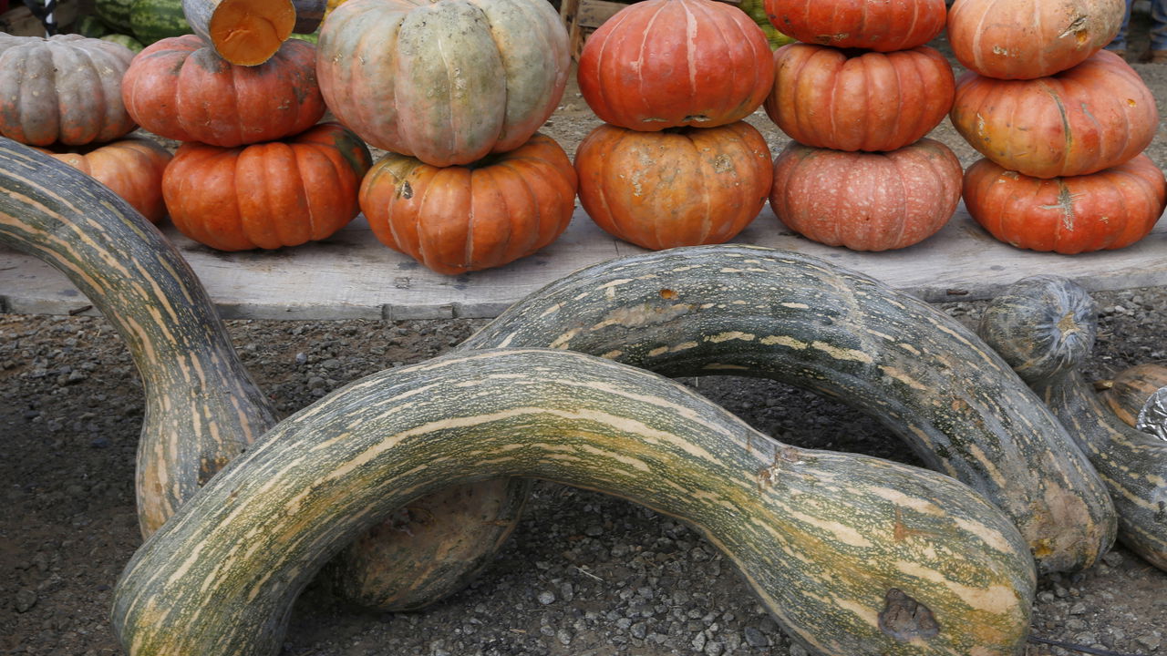 Benefícios da abóbora: Uma aliada da saúde