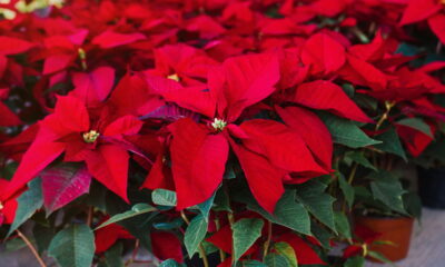 Flores vermelhas que transformam o natal em um espetáculo visual