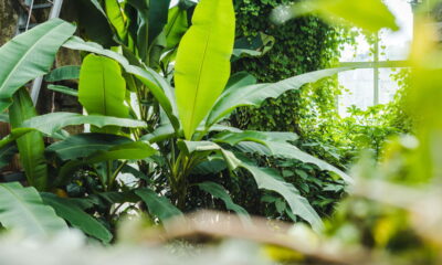 Além da decoração! plantas que atraem proteção e boas vibrações para o seu lar