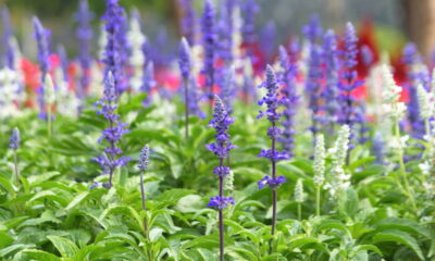 Essa planta fácil de cuidar pode transformar sua horta caseira