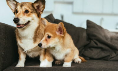 O destino mais inesperado do mundo para viajar com pets está no Brasil