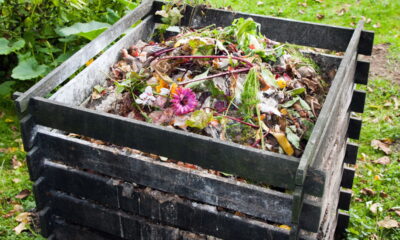 Pare de jogar fora! Saiba como seu lixo pode revolucionar suas plantas!