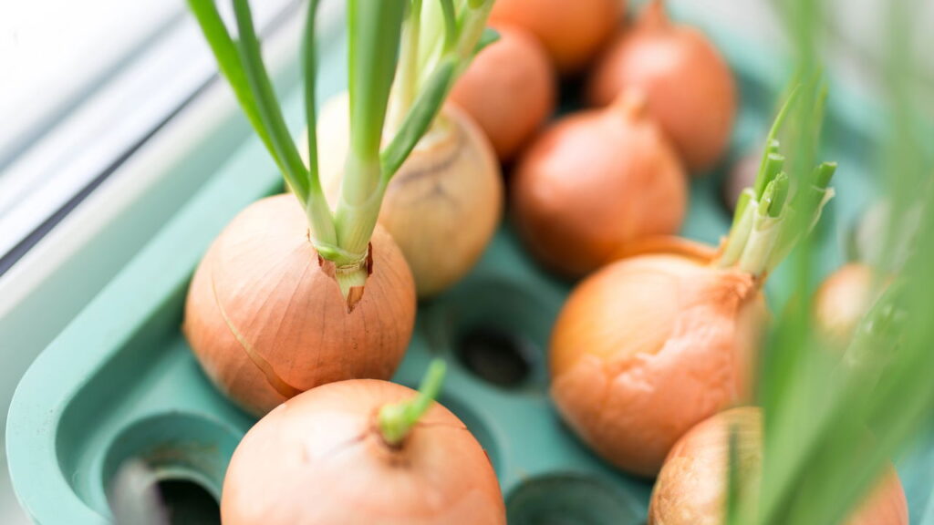 Cebola caseira mais saudável e saborosa com este guia simples