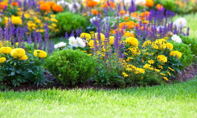 O segredo dos jardineiros! Flores de verão que transformam qualquer casa em paraíso