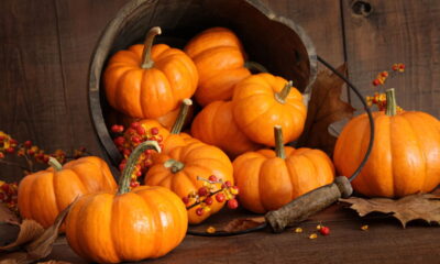 O que poucos sabem sobre plantar abóbora no quintal