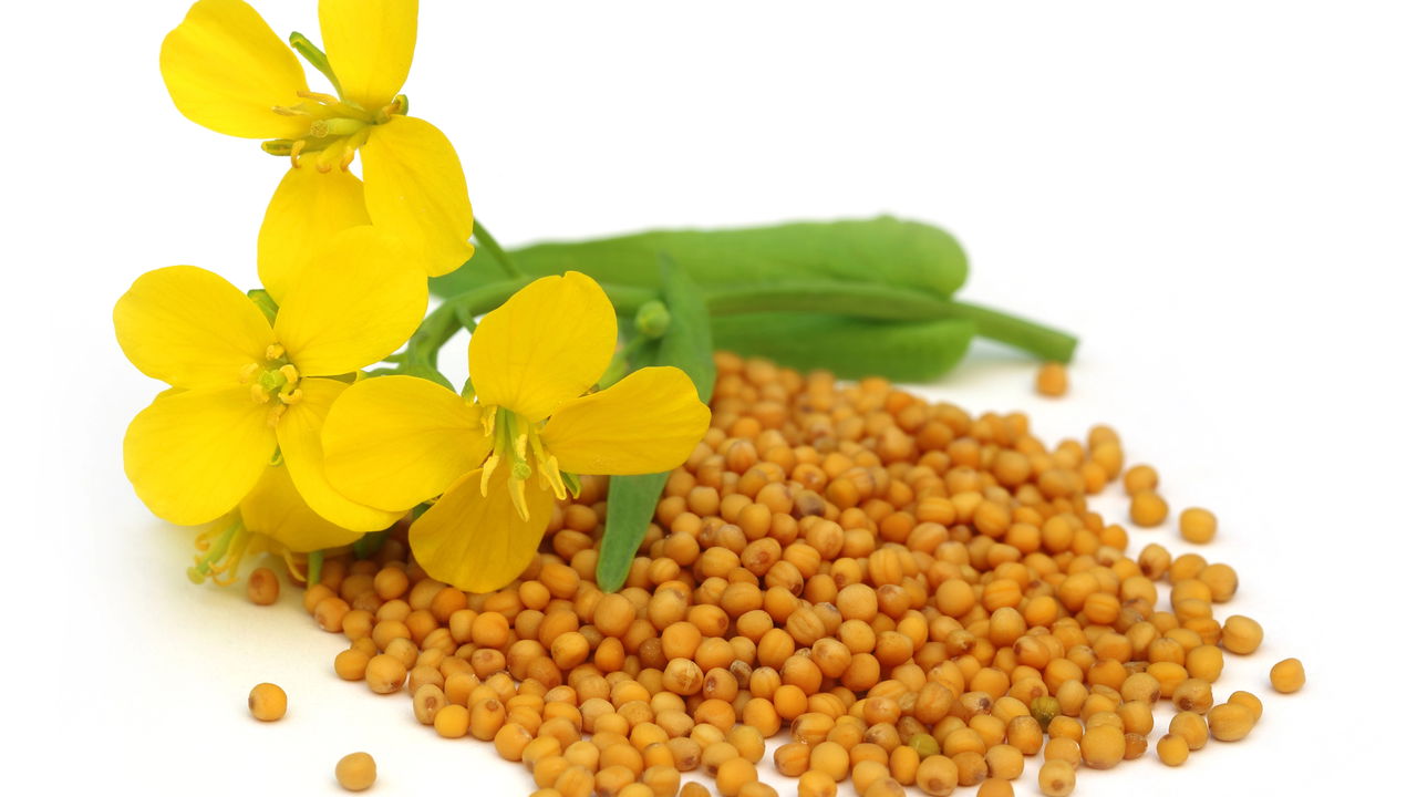 Descubra como plantar mostarda em casa com este guia completo - Super ...