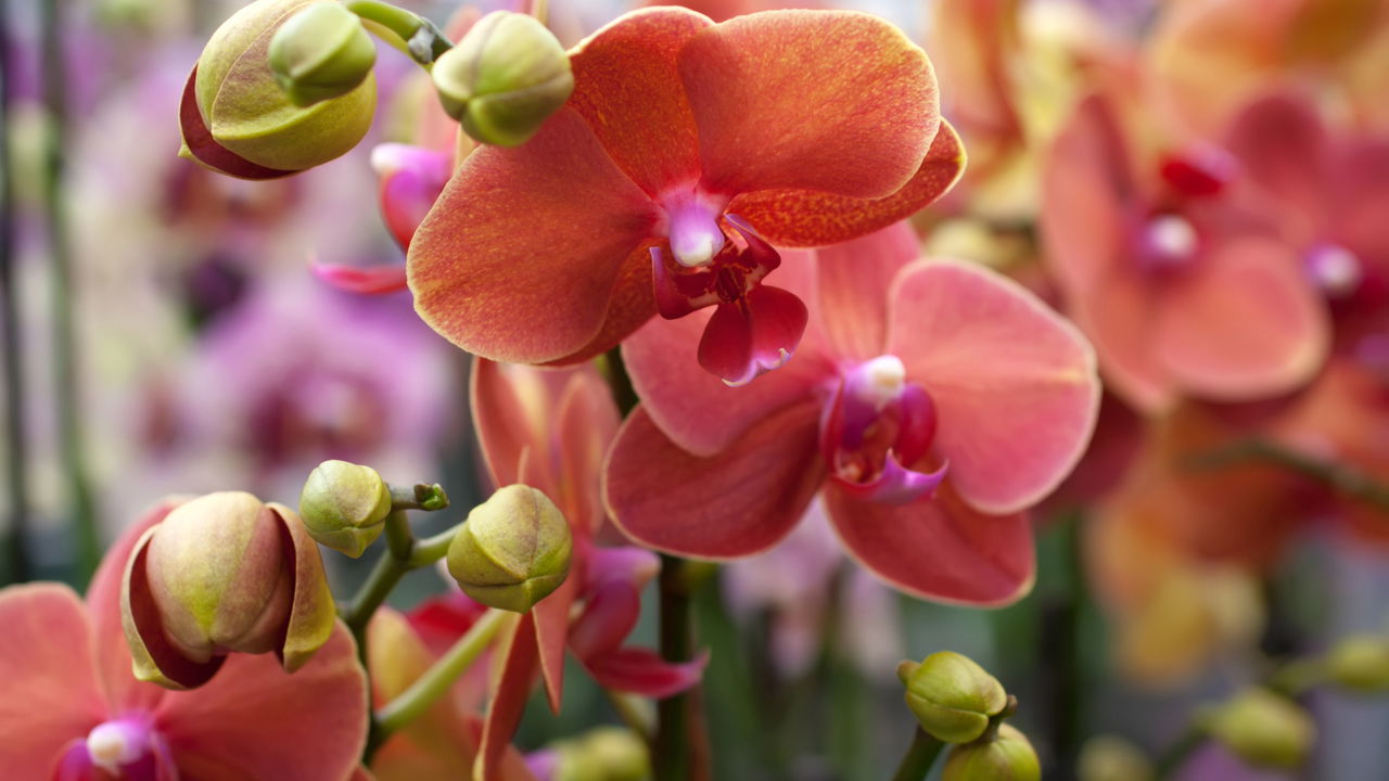 Aprenda o método simples para fazer sua orquídea florescer como nunca!