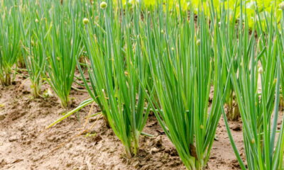 O truque simples para ter cebolinha o ano inteiro sem gastar muito