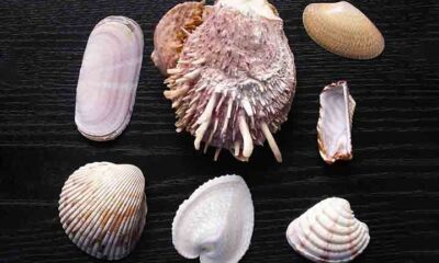 Catar conchas na praia afeta o ecossistema marinho? Entenda
