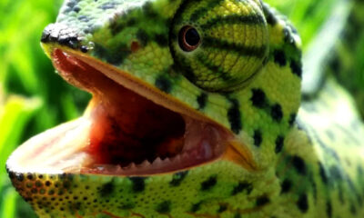 Mestre da camuflagem: camaleão impressiona pelo mimetismo inigualável