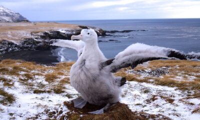 Veja quais são as maiores aves do planeta