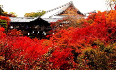 A beleza das flores e plantas vermelhas