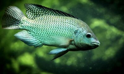 De água doce ou salgada, peixes ideais para dar aquele gás na saúde