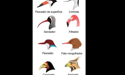 Bicos fora do comum: aves que impressionam pelas formas mais curiosas da natureza