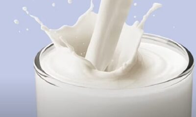 Leite de gergelim conquista maior espaço pela alta nutrição