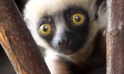 Nativos de Madagascar e populares no cinema, lêmures podem ser extintos