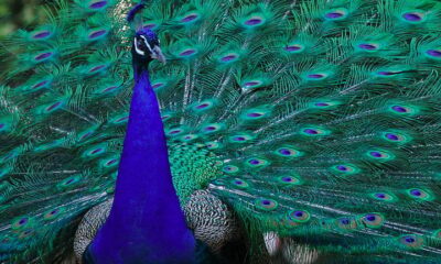 Exuberância e peculiaridades do pavão, símbolo de ‘vaidade’