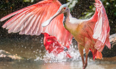 Os maiores bicos de aves: engenhosidade da natureza