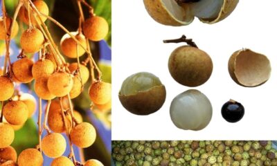 Frutas exóticas ganham espaço no Brasil