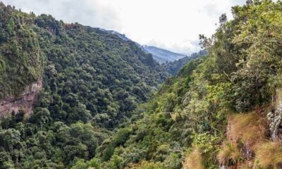 Surpreenda-se com os animais mais feios do planeta