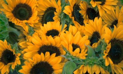 A incrível beleza dos girassóis, as flores que seguem a luz